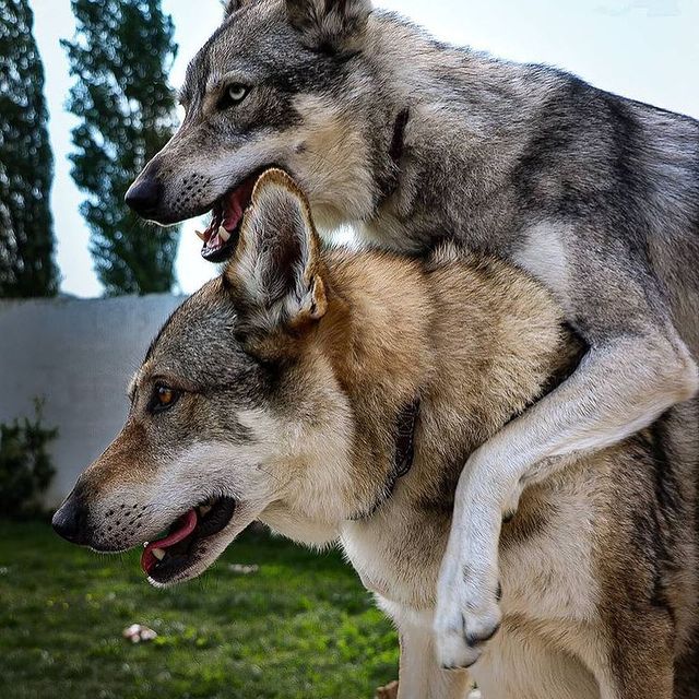 protectourwolf1's tweet photo. #wolves  #wolfhowl #greywolf #wolfdog #WolfHowling https://t.co/tb5neTcG8j