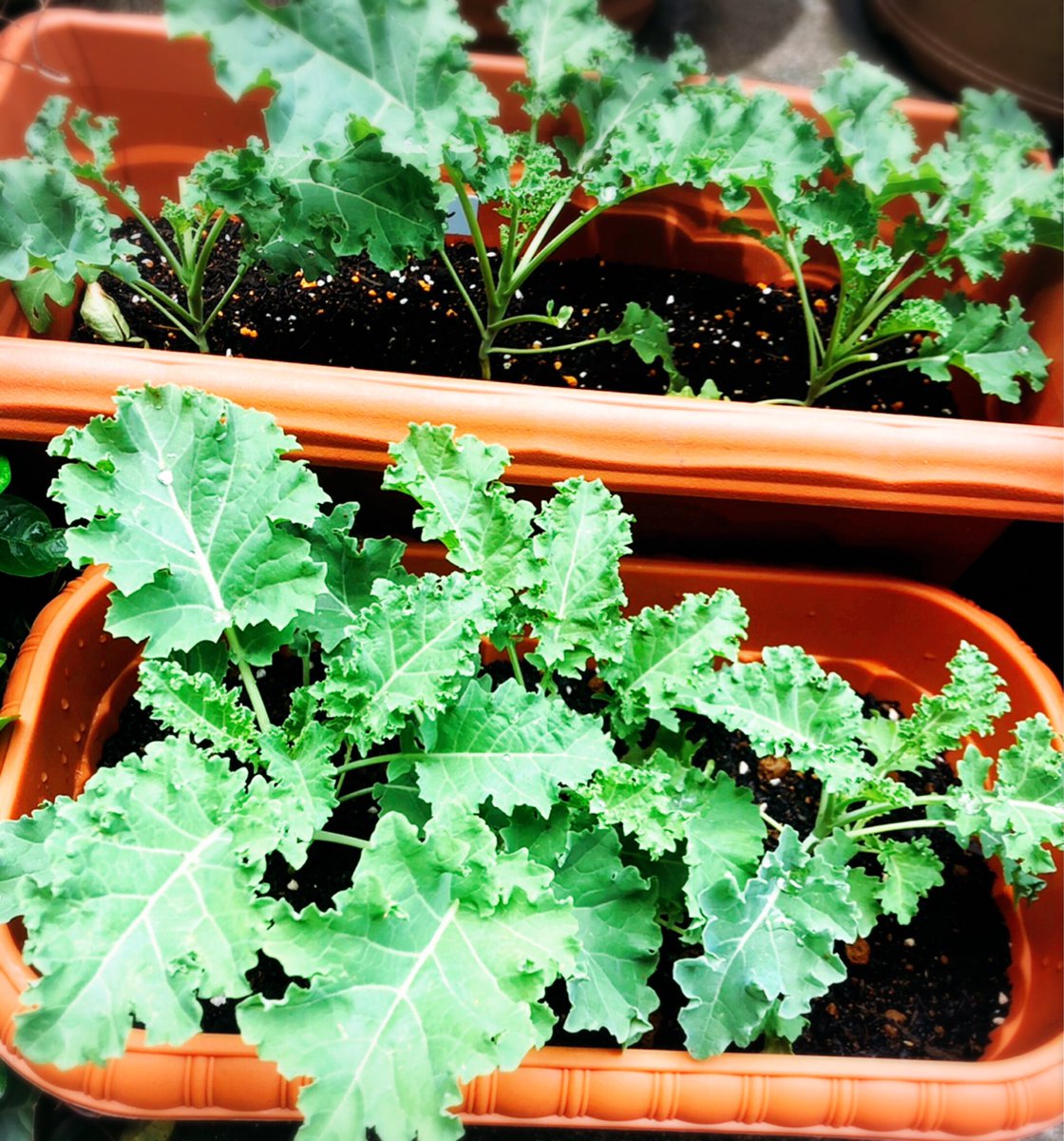 侑加 サラダケール 食べきれないから 1鉢 娘宅へお嫁に出そう 栄養満点 れもんちゃん インコ が食べてもいいしね プランター栽培 家庭菜園 サラダケール