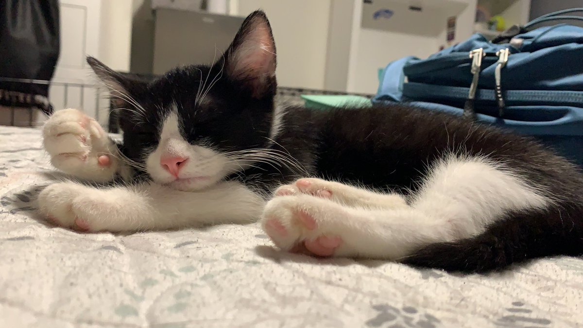 sofiasmith_77's tweet image. my new lil buddy