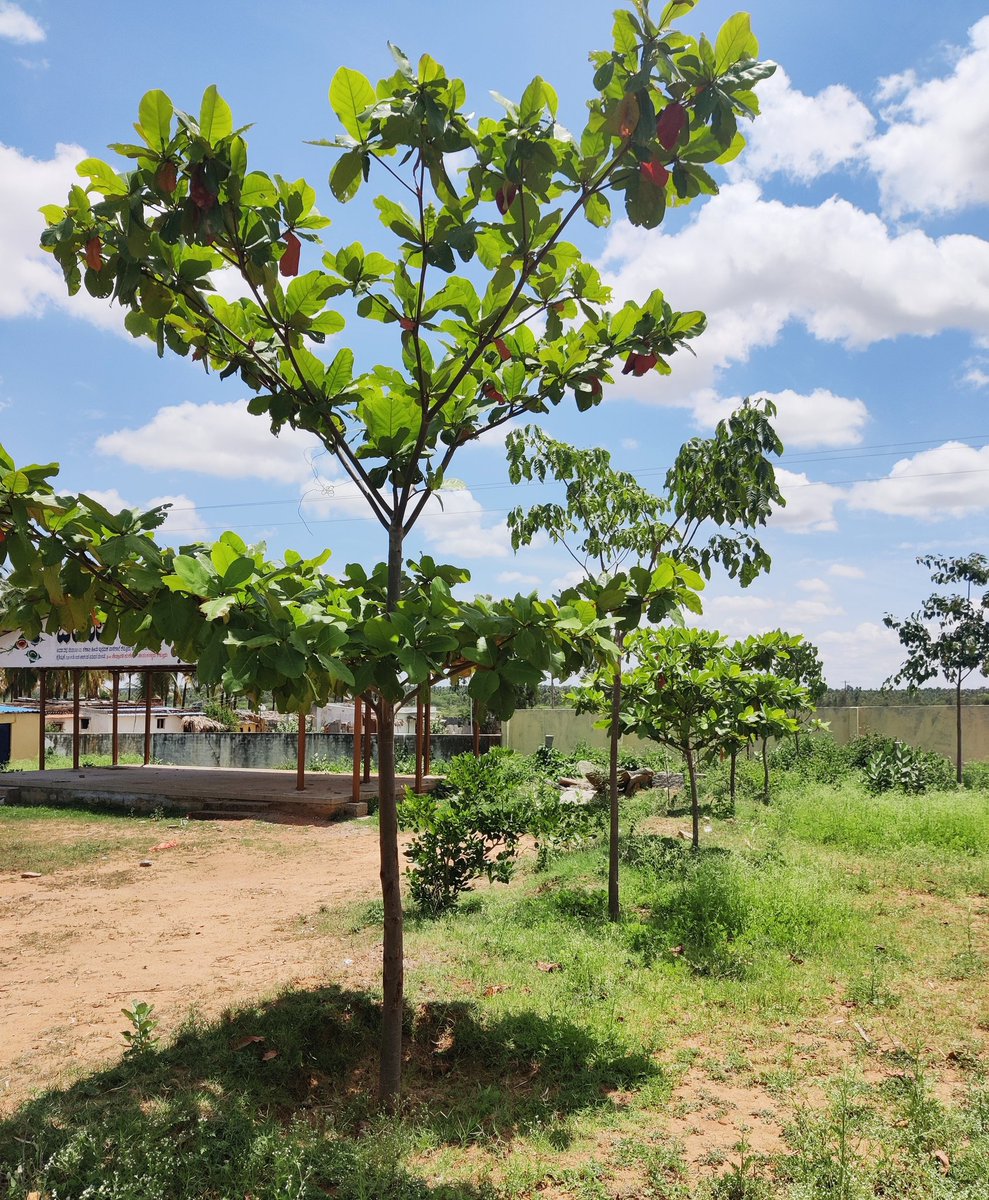 NetajiBrigade's tweet photo. #GenerationRestoration 
Netaji Brigade, Planted more than 100+ plants on this day, 2 years ago and maintaining till today.
@UNEP 
@ Govt. Primary School, Kestur Village, Tumkur Taluk, Karnataka, India.
#WorldEnvironmentDay https://t.co/U5uRWzqlLS
