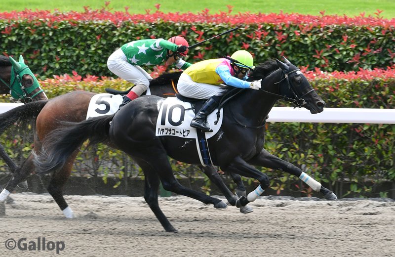 東京3R
#ハヤブサユートピア(#大野拓弥)1着
#キュートラン(#吉田豊)2着
#グランドライズ(#野中悠太郎)3着
今週の初当たり！しかし低配当🤣
大野騎手、野中騎手、今後ともご贔屓に😊  