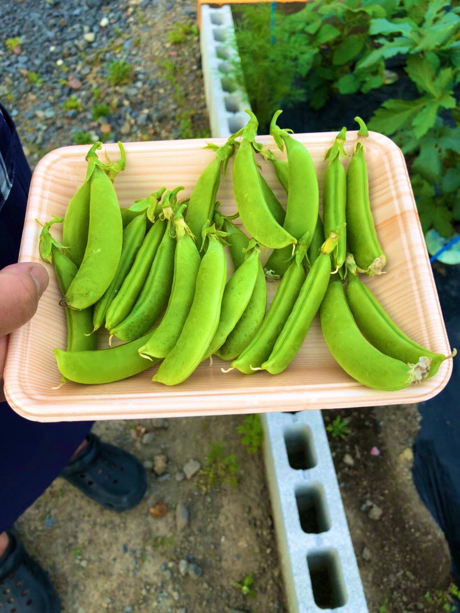 ろしっちとゆかいな仲間たち على تويتر プランターで育てているスナップエンドウ初収穫 家庭菜園 スナップエンドウ プランター栽培