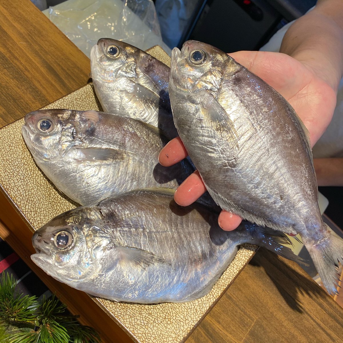 旬菜旬肴 和のか でっかいエボダイ入りました 塩焼きでお出しします 本日テイクアウトはお休みします 和のか 旬菜旬肴和のか 千葉和食 千葉駅 裏千葉 海鮮 鮮魚 日本料理 エボダイ 旬菜旬肴 和のか でっかいエボダイ入りました 塩焼きでお出しします 本日テイクアウトはお休みします 和のか 旬菜旬肴和のか 千葉和食 千葉駅 裏千葉 海鮮 鮮魚 日本料理 エボダイ