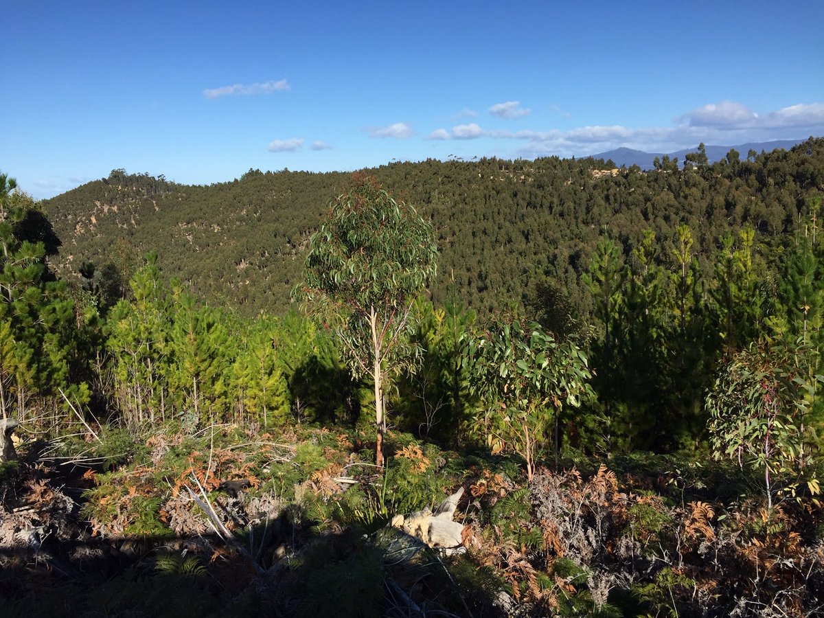 Today, on #WorldEnvironmentDay2021 our mission entity @HighwaysByways1 officially launches its eco-restoration program with North East Bioregional Network in St Helens, Tasmania, where some areas are being returned from pine plantation to Indigenous vegetation. <a href="/ExaminerOnline/">The Examiner</a>