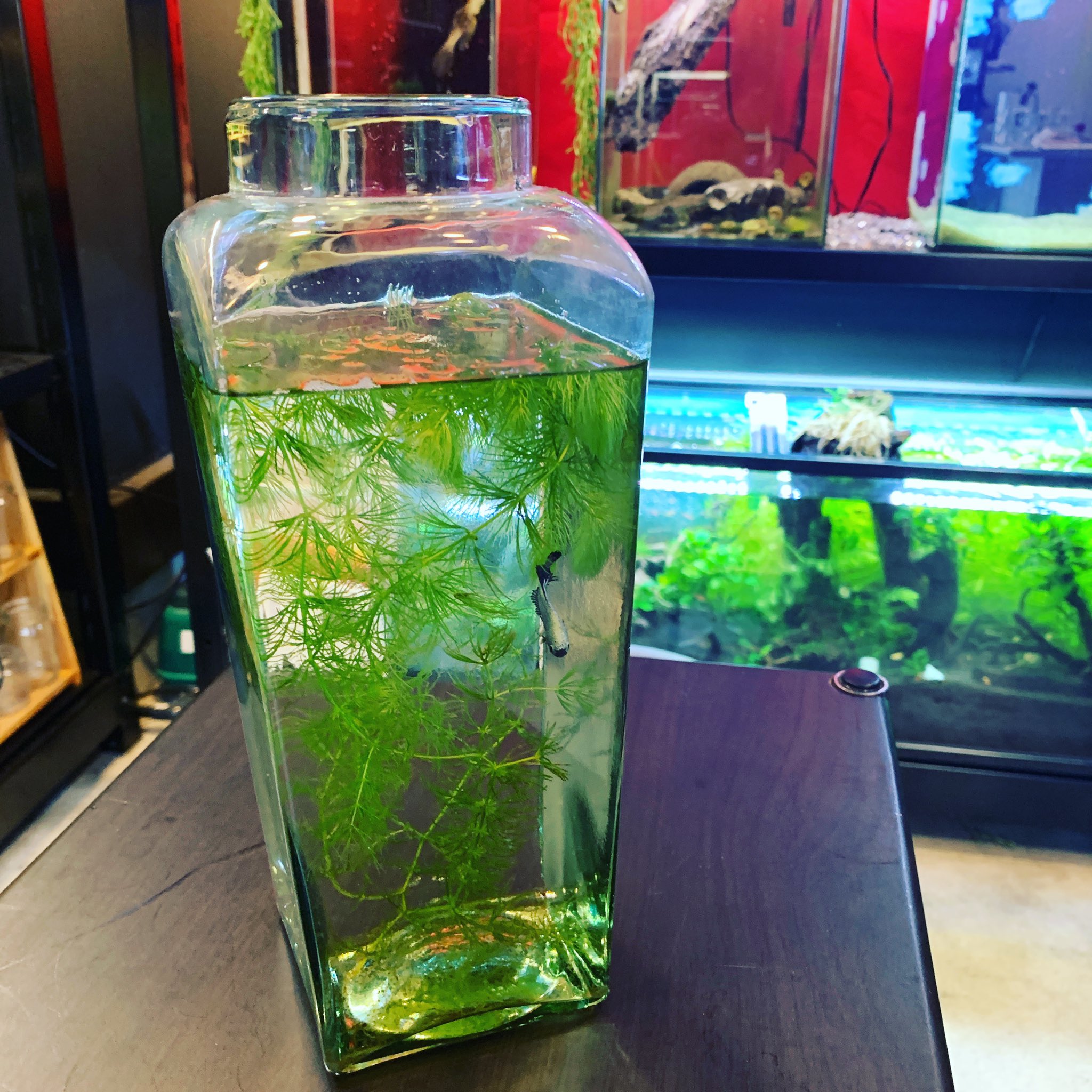 Aqudio店長 マツモ増えすぎだ 簡単水草 Twitter