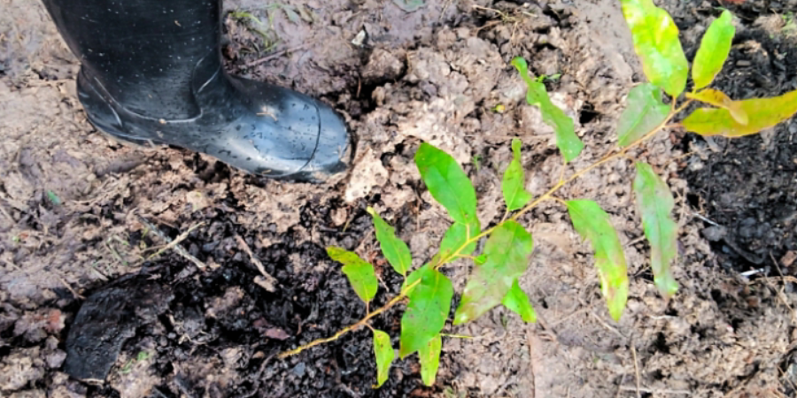 DONT BE GREEDY! BE GREENY.
Go Green To Breath Clean.
Tree Planting Is A  Reliable Solution To Pollution.
To Enjoy The #NatureViews ,Cultivate Them More

Kago Wa Kimani

#TweetForATree #ForNature #GenerationRestoration
#WorldEnvironmentDay #GreenAlliance #WorldEnvironmentDay2021