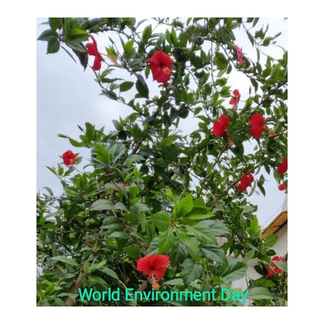 India_NHRC's tweet photo. NHRC, India greets the nation on the World Environment Day today on 5th June, 2021: Let's stand up to save bio- diversity to protect environment and our right to a healthy life.
#WorldEnvironmentDay 
@UNEP 
@ANI @PTI_News @PIB_India https://t.co/aQG9yKi48O