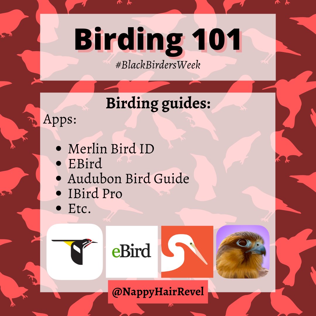 Hey friends, I made a birding guide (from my experience and perspective) to celebrate #BlackBirdersWeek2021 / #BlackBirdersWeek for those trying to get into birding. Here, you’ll find advice, tips on guides, etiquette, preparation, etc. Be sure to check the subtweet ⬇️1/2