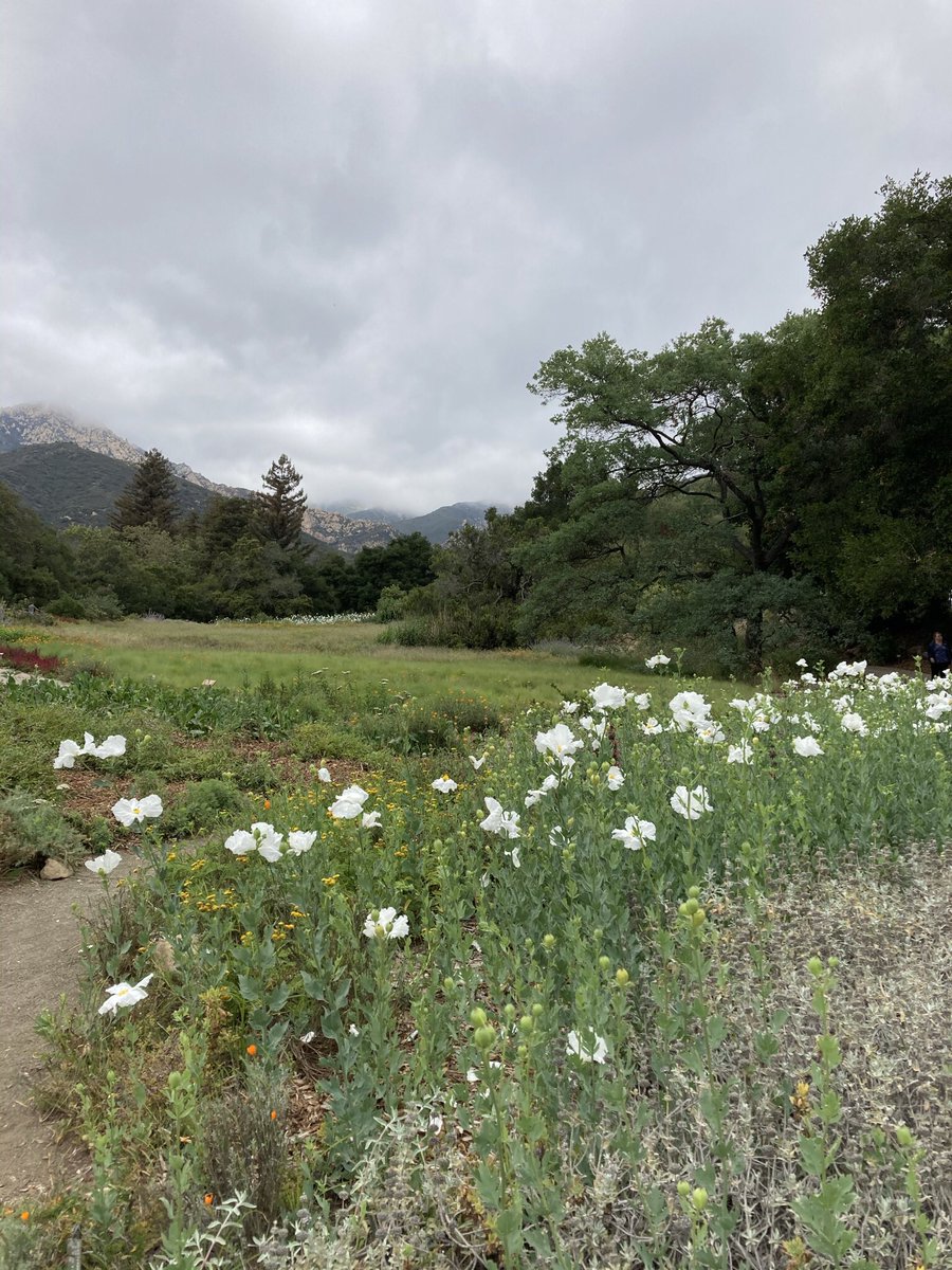 Elvenworld's tweet photo. Beautiful meadow!! https://t.co/xNZWSSD3ZY