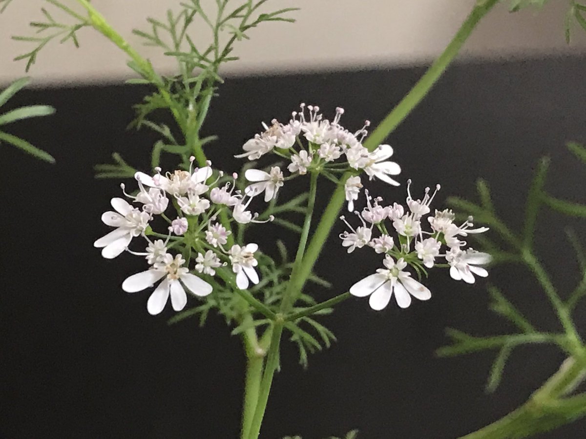 Youtuberくらむぼん アルミホイル試してたけど 前教えてもらった通り効果薄そう うちのパクチーには今日もアブラムシがテープ一枚 取り扱い難しそうだけど 木酢液が気になる そして花が増え大きくなりキュート パクチー 家庭菜園 花