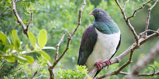 kc_bites's tweet image. If you completed 1 of #NZ nature walks and saw a #nativebird  head over to arcg.is/101TPf and share your findings!
#retweet #nzhike #hike #NewZealand #birds #kereru #BirdsSeenIn2021 #biodiversity #birdwatching #tui #tramping #BirdsNZ2021