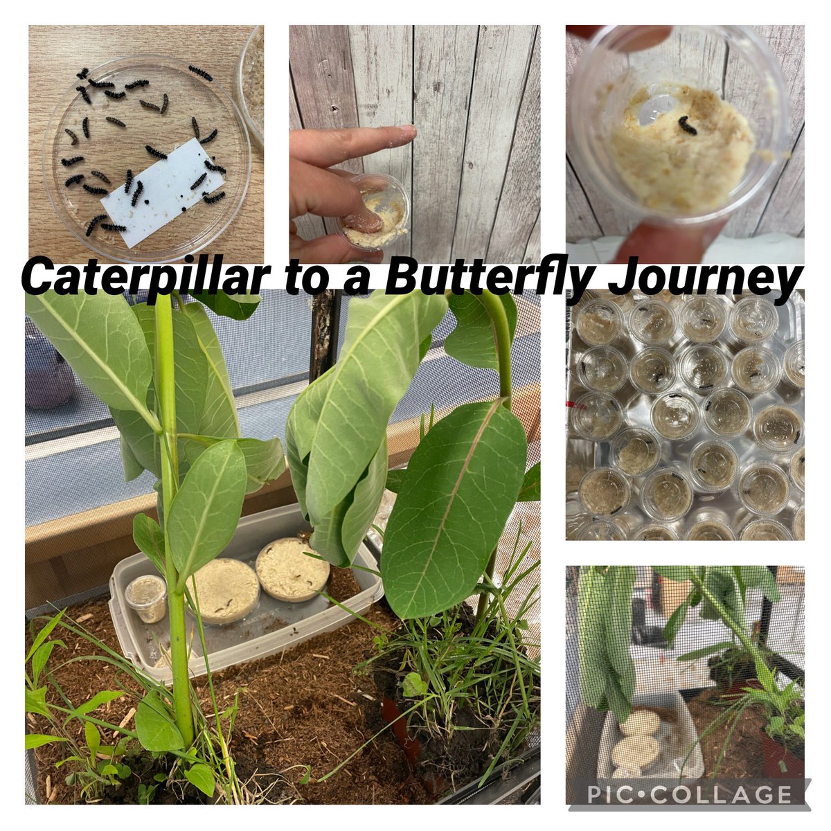 KinderCcrew's tweet photo. Exciting day in Kinder C #butterflyjourney #Kindergarten #lifecycles https://t.co/nbu30nsJrt