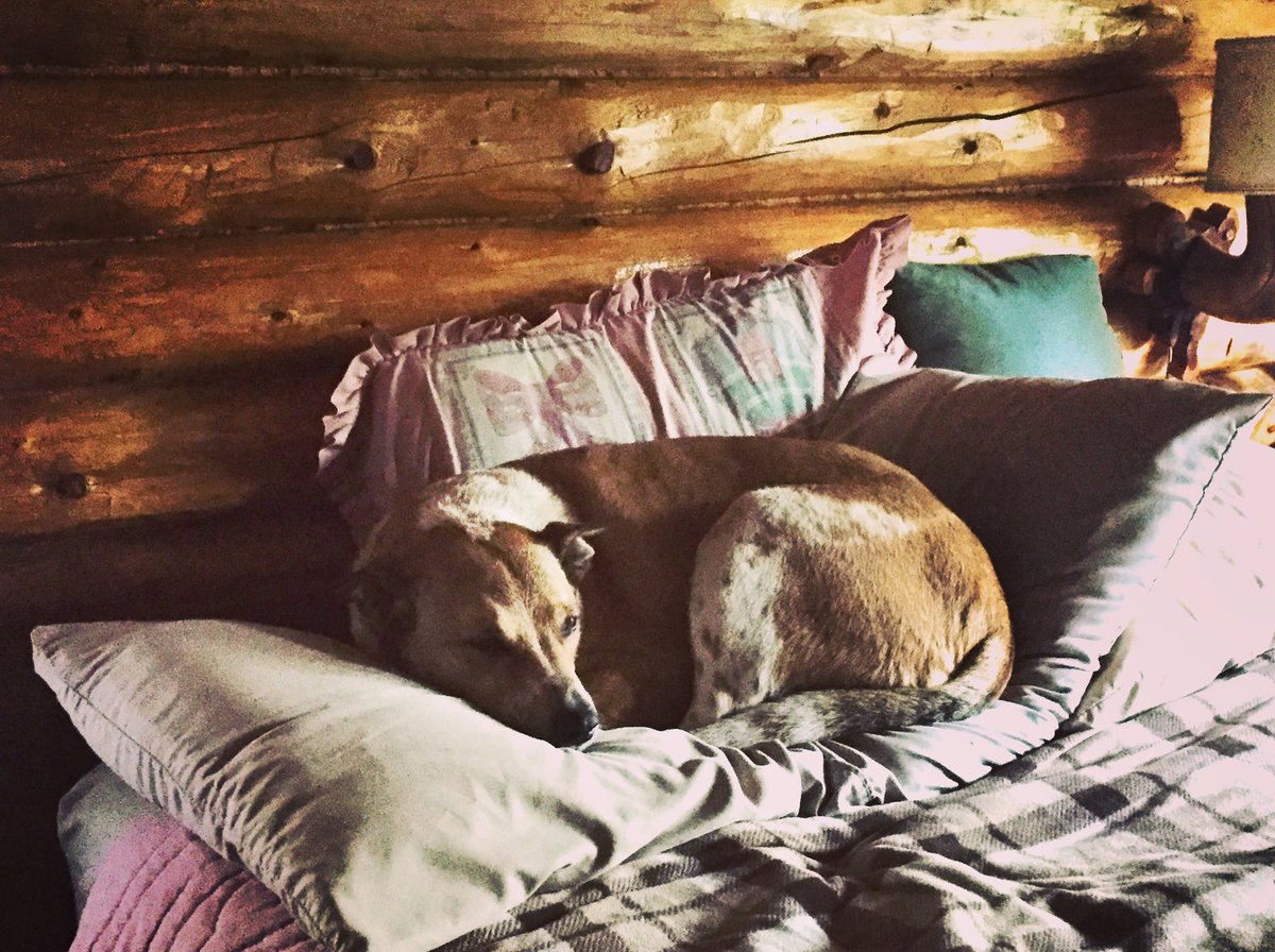 some1else2's tweet photo. Just try to explain to Marley that the guestroom queen size bed was only temporarily available for her due to a year of Covid restrictions. (Somewhere along the line this gal went from “timid rescue dog” to “entitled chillaxing princess”) #RescueDog #AdoptDontShop #AARCSalumni https://t.co/PvjSUiI4oq