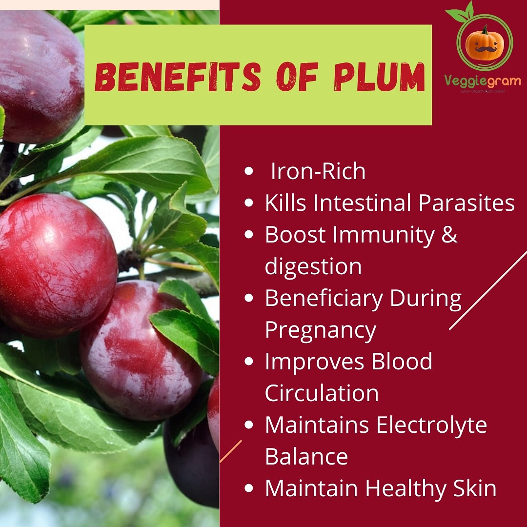 HeyVeggiegram's tweet photo. Adding this yummy and nutrition-rich fruit to your diet could help you with many health benefits.😍 Order your box of Plum from @veggiegram.in Today! 
Android:- https://t.co/nQdFmtV3Md
IOS:- https://t.co/gN90KbSo4T
Get Free Delivery on all your orders!🛒#healthychoices https://t.co/GMRMJ9eXww