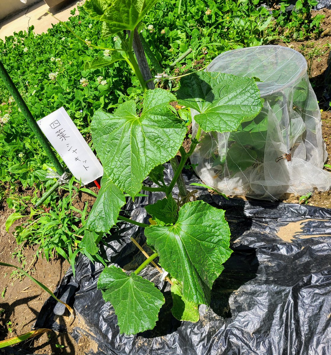 信州発 家庭菜園 Q S Natural Garden 四葉きゅうり の シャキット 初栽培 初収穫 夏すずみ 今年初収穫 タイプの違うきゅうり面白い きゅうり タネのタキイ 宮沢農園 接木苗 夏すずみ ミノールしみず 信州発 家庭菜園 Q S Natural Garden 四葉きゅうり の シャキット 初栽培 初収穫 夏すずみ 今年初収穫 タイプの違うきゅうり面白い きゅうり タネのタキイ 宮沢農園 接木苗 夏すずみ ミノールしみず