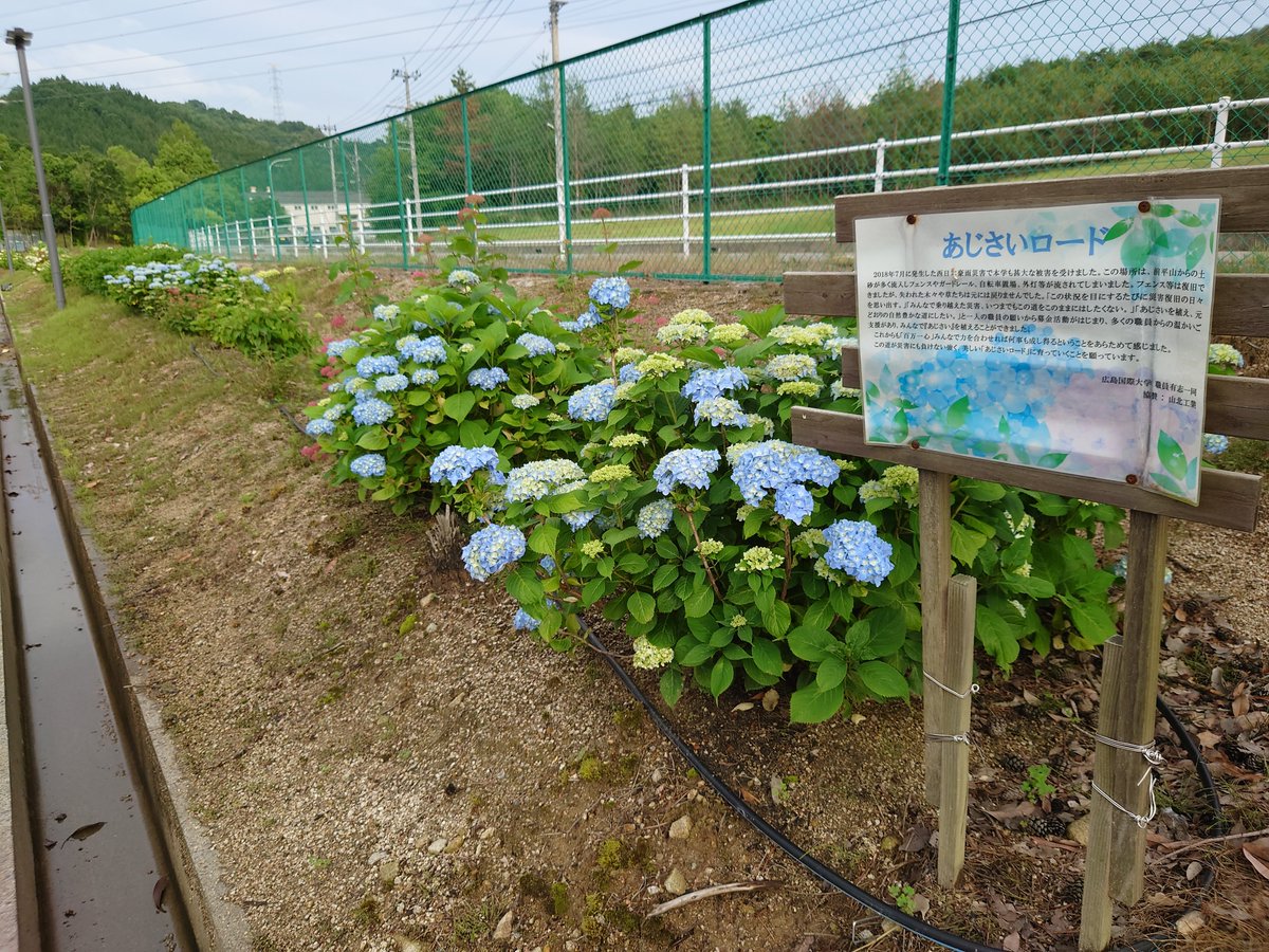 Uzivatel 広島国際大学 公式 Na Twitteru 東広島 あじさいロード 21年6月5日付 18年7月に発生した西日本豪雨災害後に有志で植樹した紫陽花 今年も少しずつですが花が咲き始めました 広島国際大学 あじさい 紫陽花 19年同時期と見比べ T