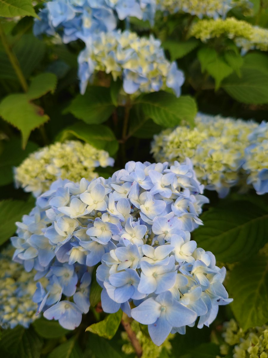 Uzivatel 広島国際大学 公式 Na Twitteru 東広島 あじさいロード 21年6月5日付 18年7月に発生した西日本豪雨災害後に有志で植樹した紫陽花 今年も少しずつですが花が咲き始めました 広島国際大学 あじさい 紫陽花 19年同時期と見比べ T