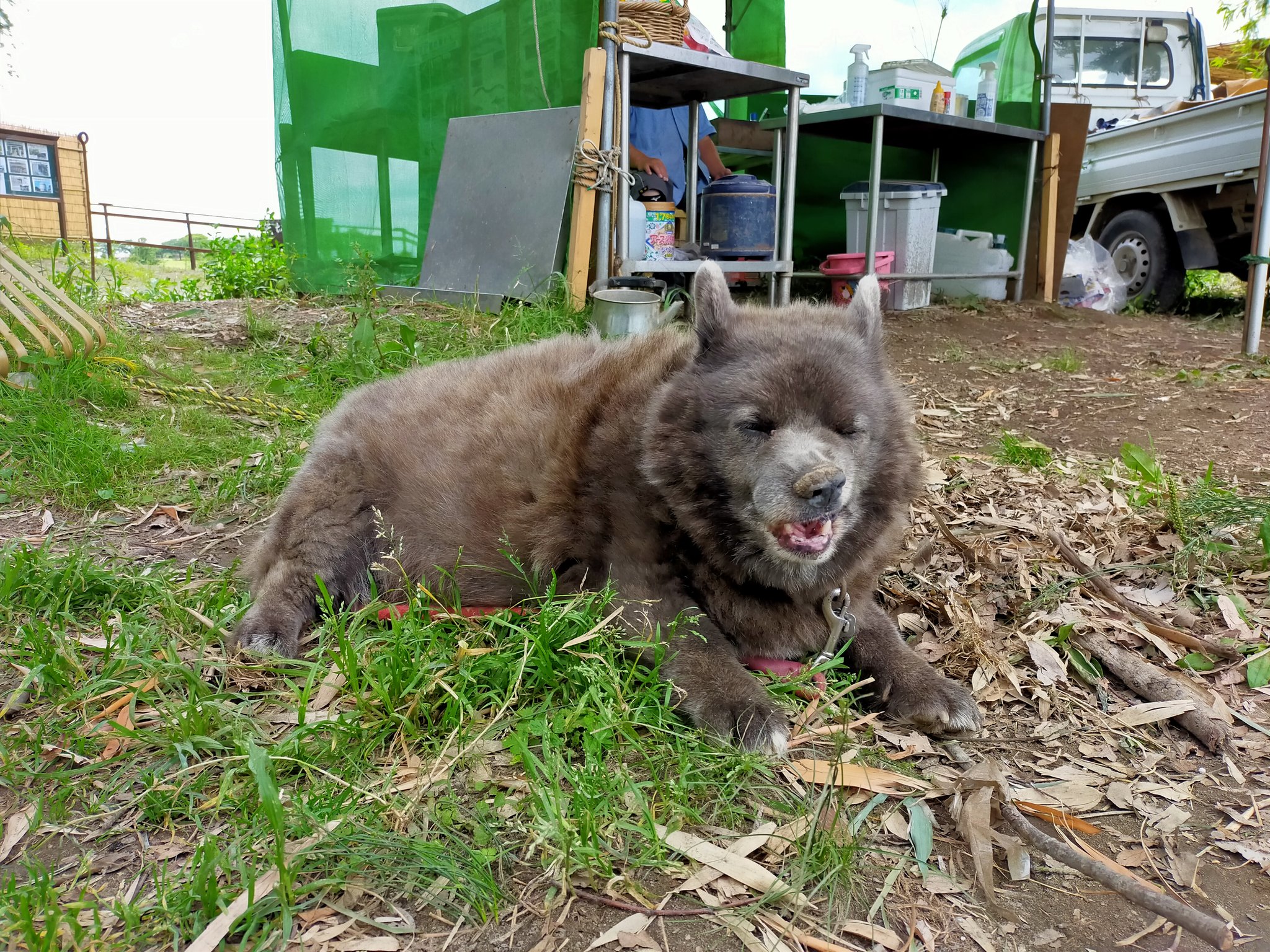 アンデル 矢切の渡しのアイドル コーギー 甲斐犬のミックスの くまちゃんに久々会いました T Co Sds26clsxz Twitter