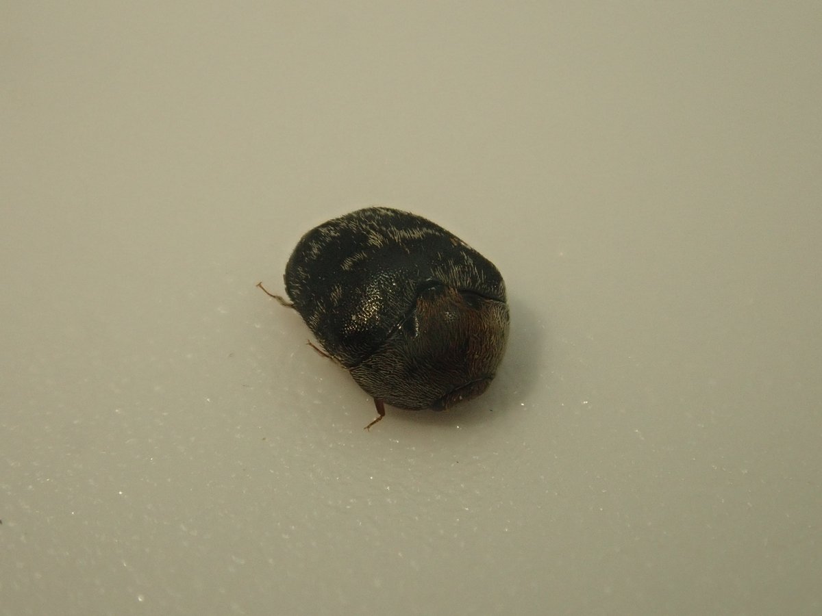 虫タマゴラス カマキリ 虫タマゴラス カマキリ 虫タマゴラス カマキリ