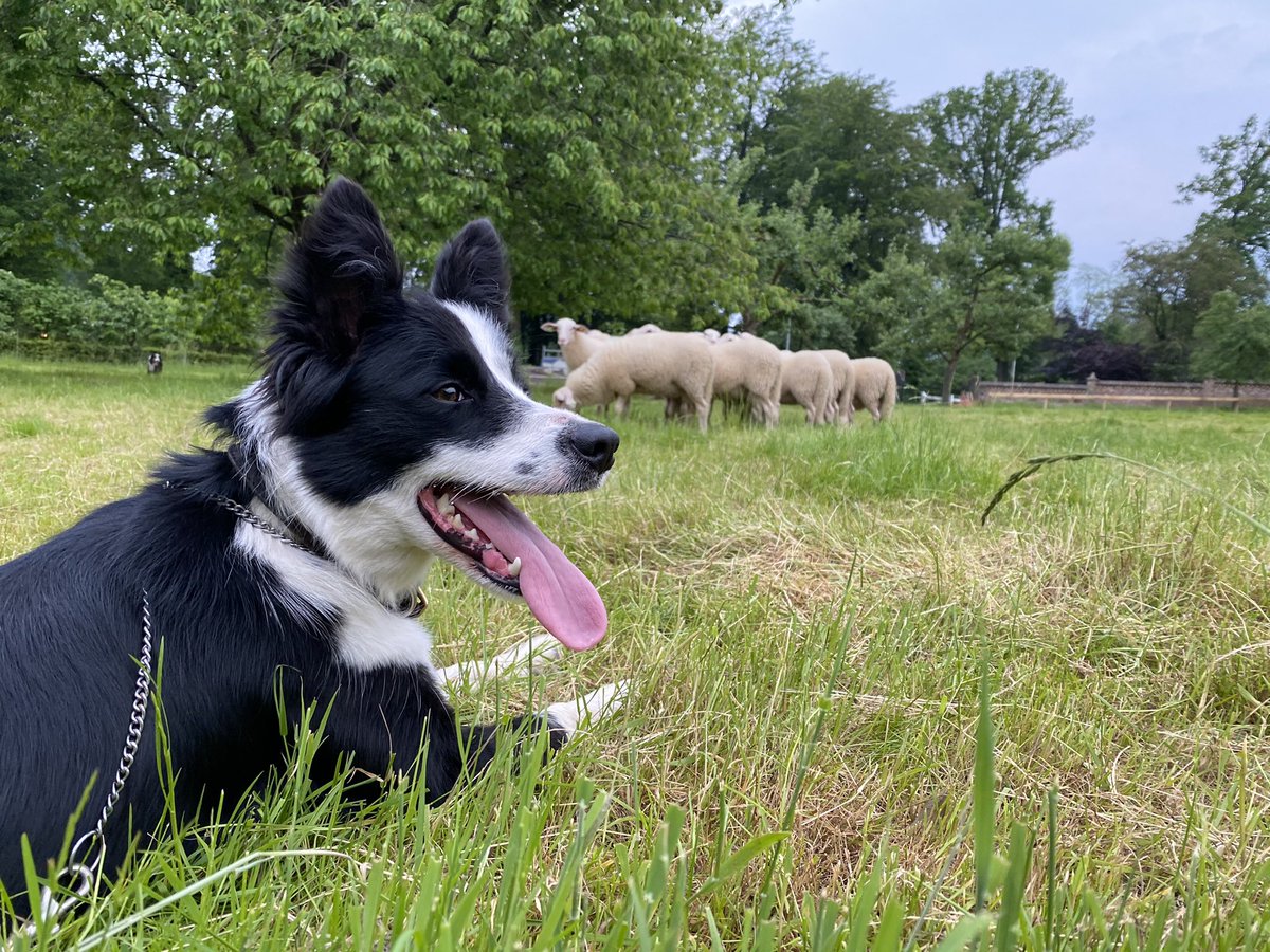 Nadat de rammen waren geselecteerd werden de rest van de rammen opgehaald, deze mogen lekker de begrazing in. De dekrammen kregen een mooi vers stukje weilandje. <a href="/Herderinn/">Cynthia Berendsen</a> <a href="/Grazerie/">Gert van de Bor</a>