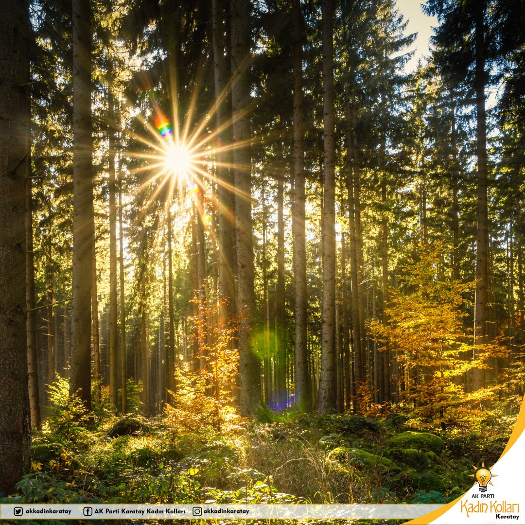 Красивый лес. Лес из сумерек. Природа деревья. Среди деревьев хорошо. Парк царицыно скамейки.