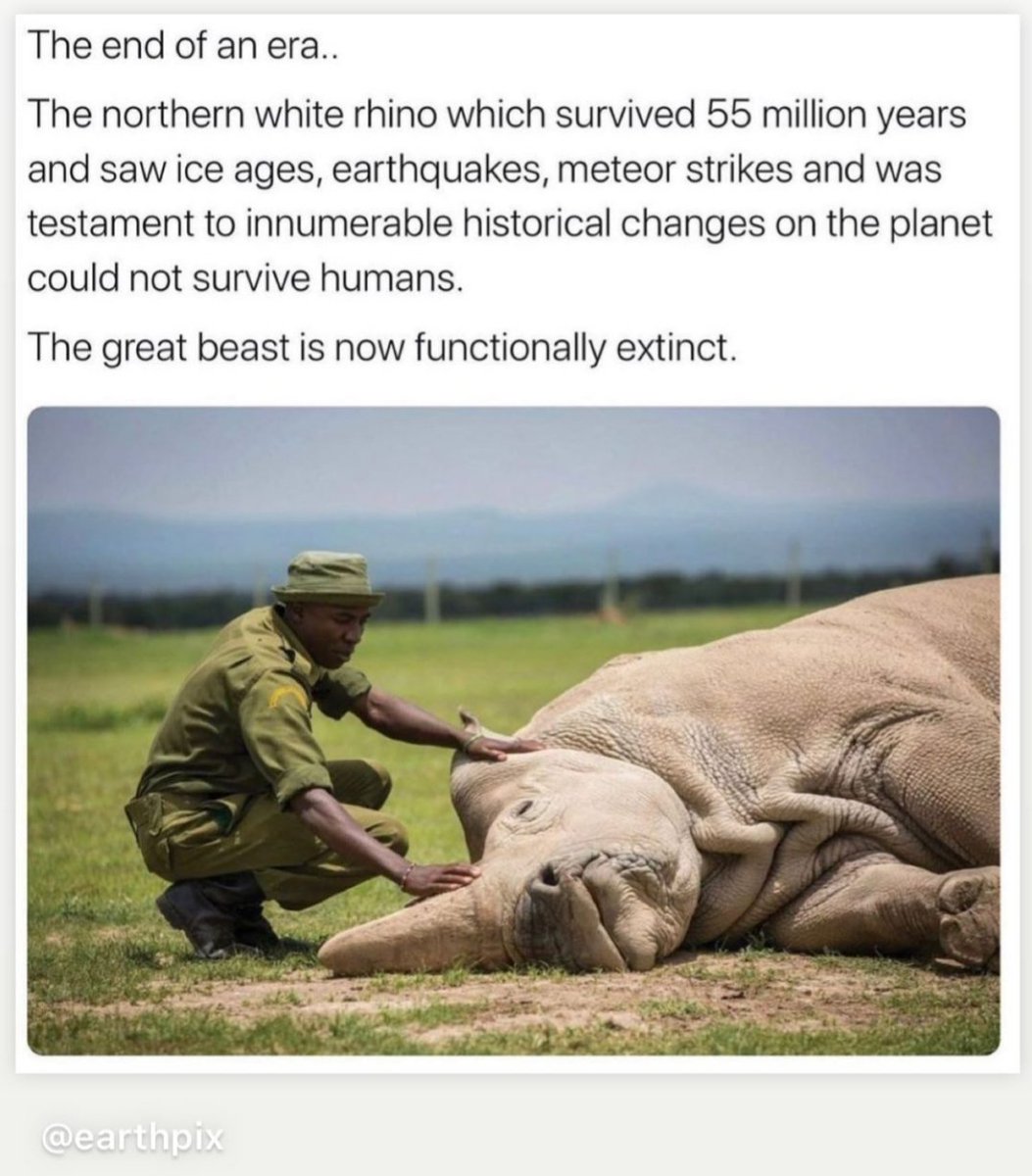 cactusetpapyrus's tweet image. La fin de 55 millions d'années d'existence.
The white rhino is functionnally extinct.
#aprèscovid #biodiversité #rapacité #toujoursplusdargent #money #capitalism #wild #RhinocérosBlanc 
Le monde d'après, c'est raté?