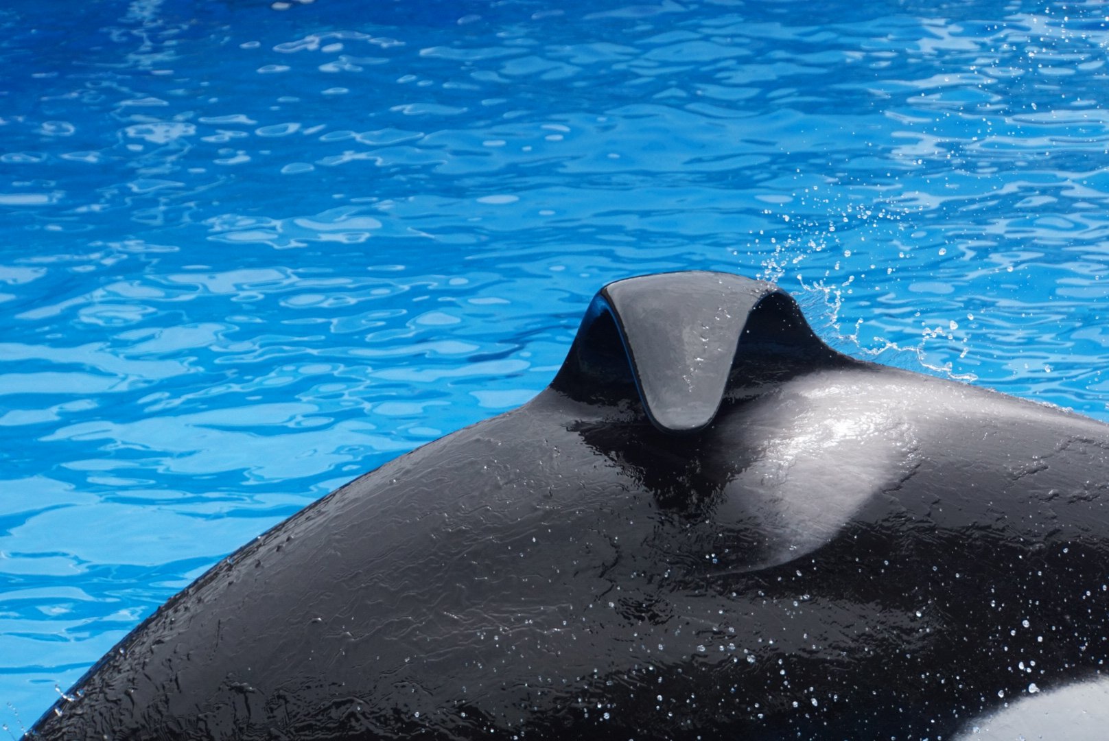 わよ 背びれ アース君 名古屋港水族館 シャチ T Co K1sjye8jj4 Twitter