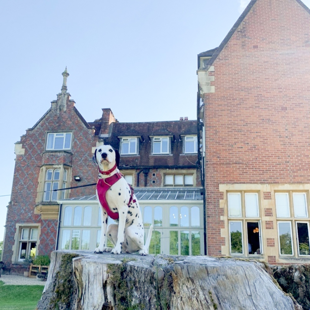Today we're completely inundated with furry guests 🐶

That's because this years' annual Dogstival is now officially underway, and the pups have shown up in force!

Rumour has it this local K9 carnival will be making its appearance on ITV very soon -  so keep your eyes peeled!