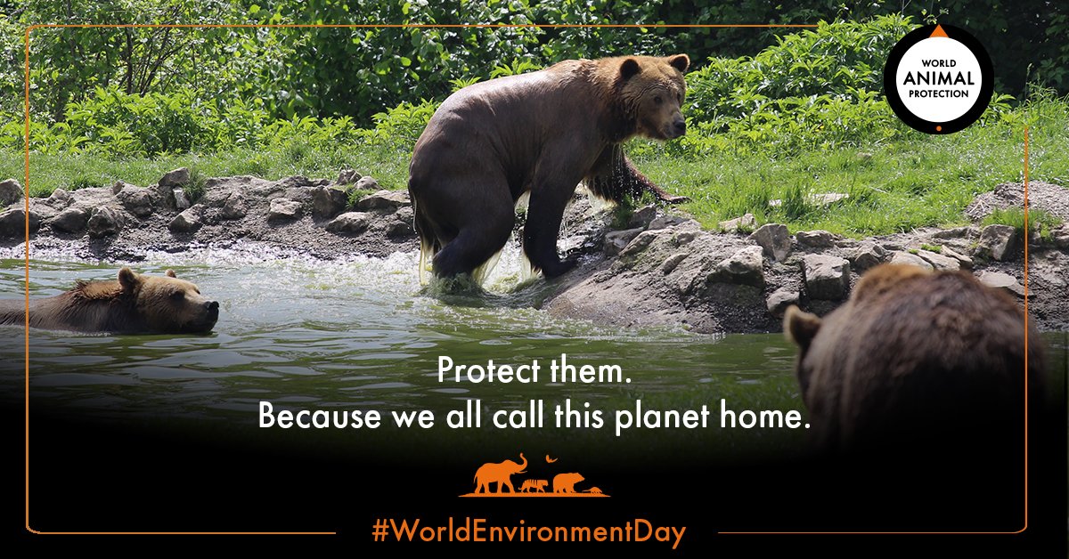 World Animal Protection UK on Twitter: World Animal Protection UK on Twitter: