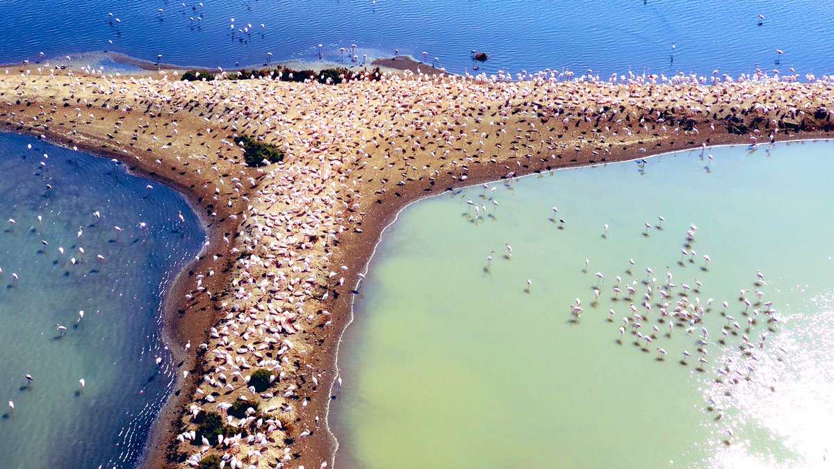 A healthy future depends on healthy nature. 

🇪🇺 goals: restore biodiversity, protect lands, seas &amp; achieve zero pollution in air, water and soil.

On #WorldEnvironmentDay I want our ambition to transcend borders. 

At COP15 we need the 🌍 to step up &amp; turn a new leaf for nature.