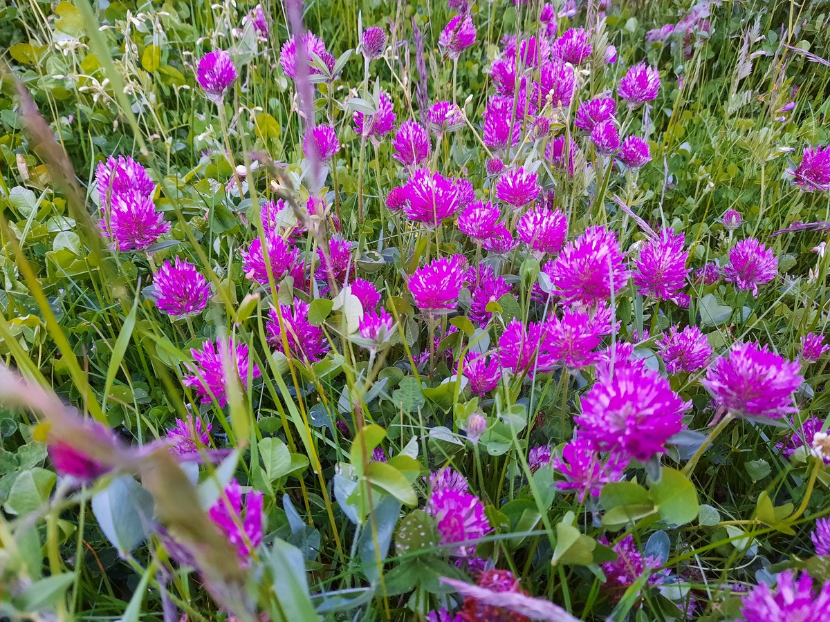 _LauraLewis's tweet photo. #WorldEnvironmentDay
#NoMowMay 

Lots of people in my neighbourhood find the area unsightly and messy. Some want it cut down to reduce hayfever and asthma.

Understandably, many humans have lost connection with nature. I'm blessed to have reconnected over the last few years 🙏 https://t.co/xdeEQw2NRh