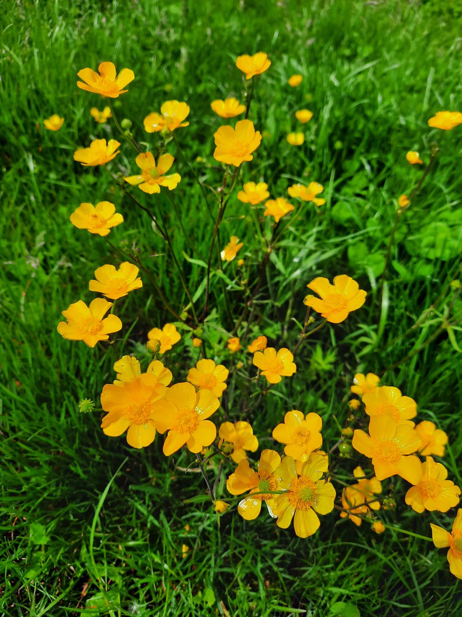 _LauraLewis's tweet photo. #WorldEnvironmentDay
#NoMowMay 

Lots of people in my neighbourhood find the area unsightly and messy. Some want it cut down to reduce hayfever and asthma.

Understandably, many humans have lost connection with nature. I'm blessed to have reconnected over the last few years 🙏 https://t.co/xdeEQw2NRh