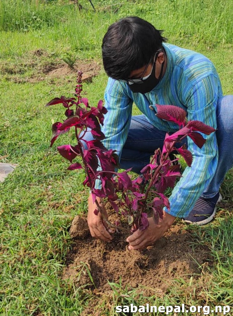 SABALNEPAL's tweet photo. Celebrating #WorldEnvironmentDay and #SanitationWeek by tree plantation in Project Area of #Siraha and #Saptari District. in Presence of #Mayor #wardpresident #ChiefAdministrativeOfficer #HCFIncharge 

#WASHSDG #NPL1060

@WHHNepal @SnvNepal @VivaconAgua https://t.co/UegVRyJ7WE