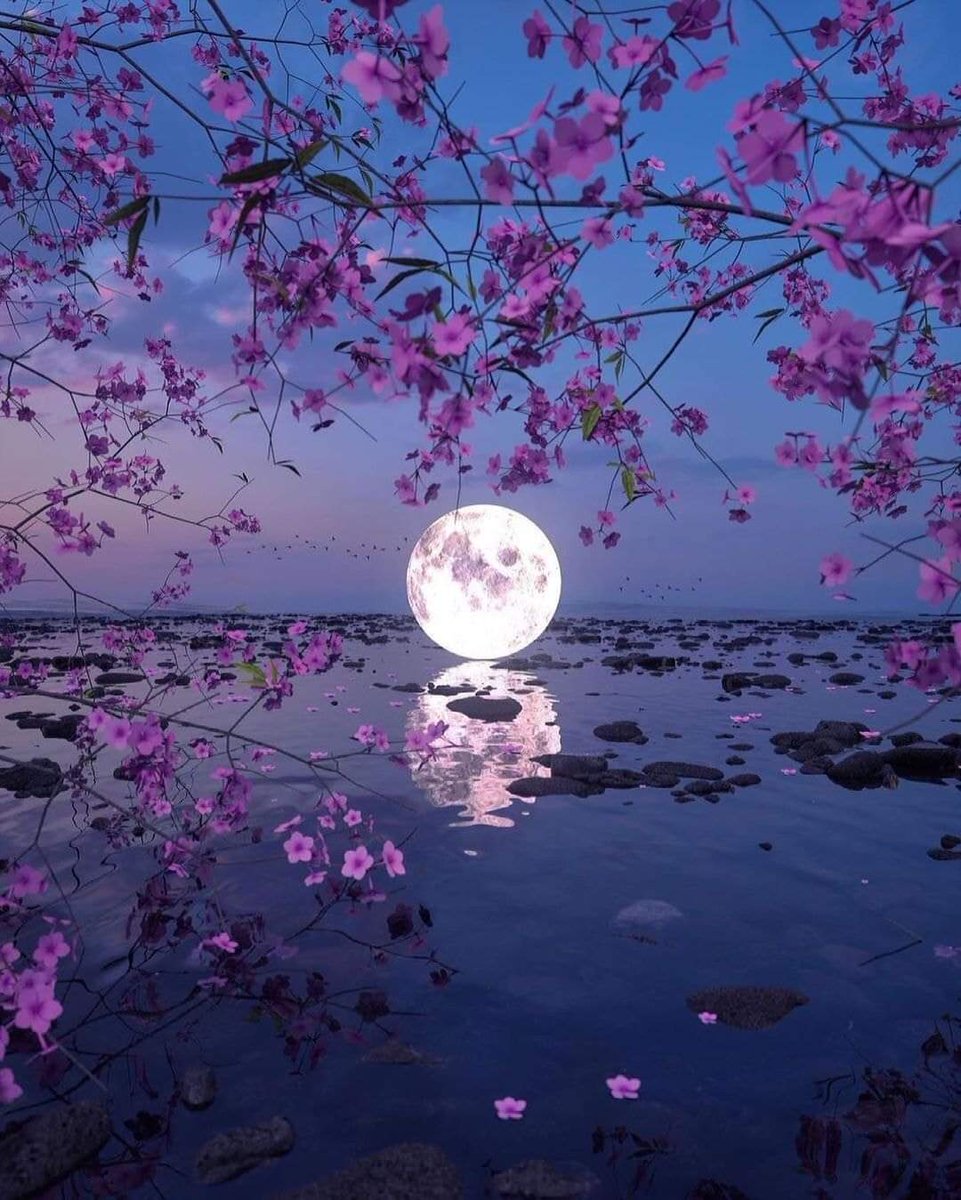 David88_01's tweet photo. #nature https://t.co/E5Cam61TbM