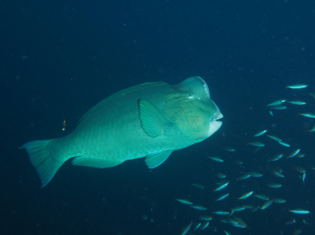 NoTroublesJustB's tweet photo. The Green Humphead Parrotfish grows to more than 1 metre long and weighs as much as 70kg. They live for up to 40 years, and are seen in large groups across the Indo-Pacific.
https://t.co/RvEwhEg4F8
#marinelife #sealife #scubadiving #ntjb #notroublesjustbubbles https://t.co/uM53zX63Qx