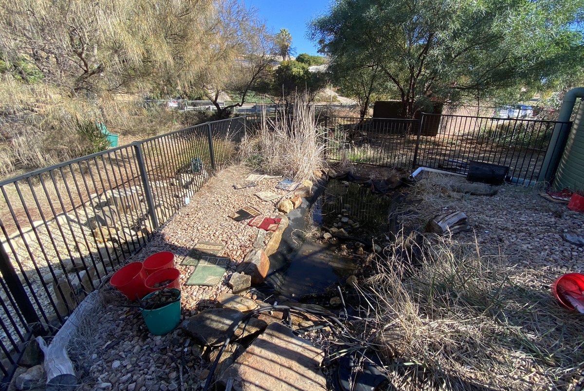 ProjReimaginate's tweet image. Outdoor classroom space has been cleared. Ready for soil to level the space, paths and native garden beds. Massive effort from Ss of all ages to help prepare for the transformation. 

#ProjReimaginate