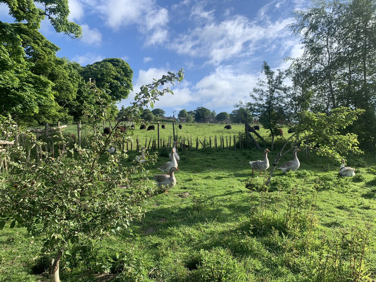 LivinFleeceFloc's tweet photo. The geese are loving the shade of their pear orchard #RBSTwatchlist #NativeBreeds #YorkshireDales https://t.co/ip3vQnRYLZ