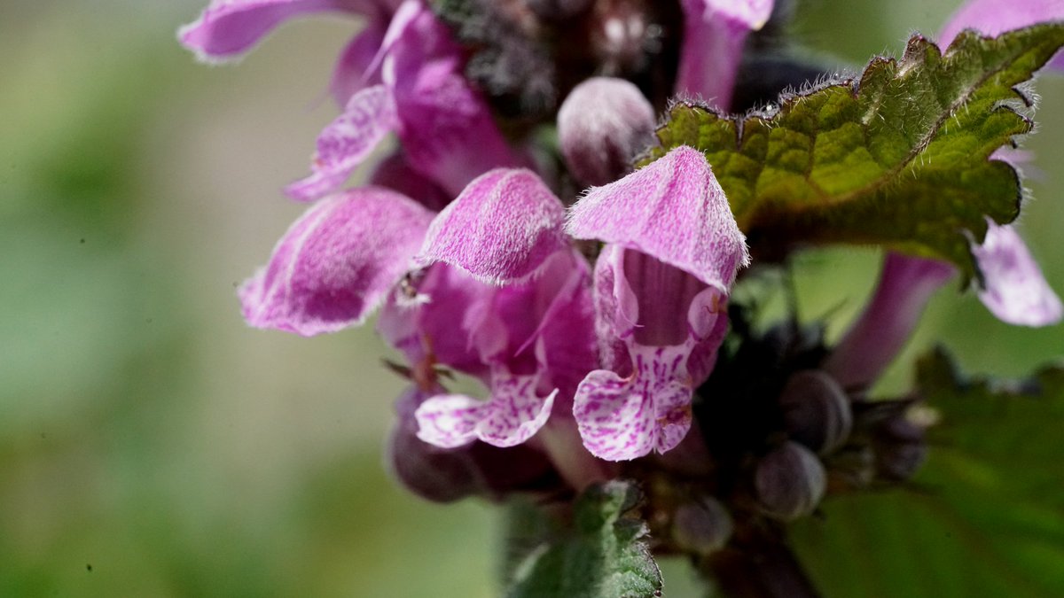 Me encanta este tipo de fotografía porque te permite disfrutar de detalles que de otra forma pasarían desapercibidos
#pelitos #macrophotography #macroandflowers