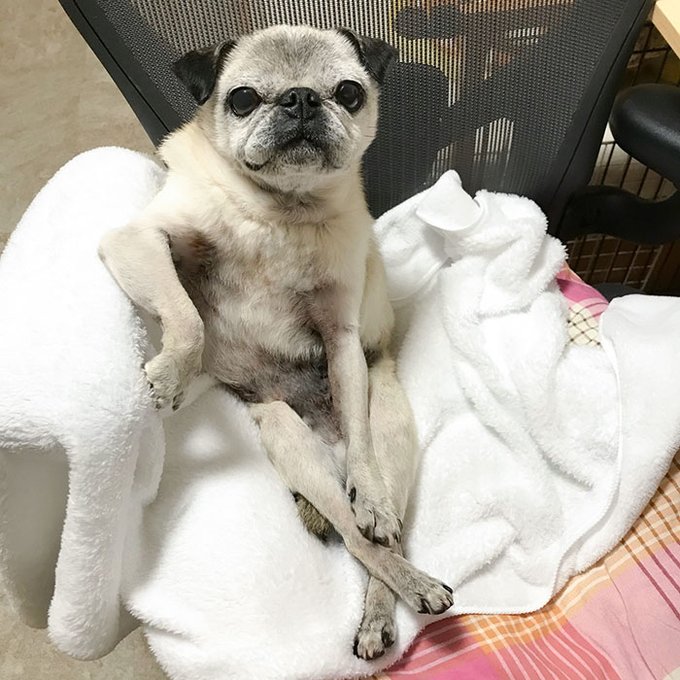 犬 ご苦労だったな めちゃくちゃ えらそう に座るワンコの姿に 貫録ありすぎ 出来る男風 の声 ねとらぼ