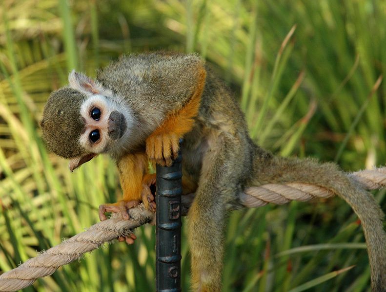 PopSci's tweet photo. FYI: Why Are There No Native Monkeys In North America? https://t.co/bSiQSnuKSX https://t.co/moe0qRRHVe