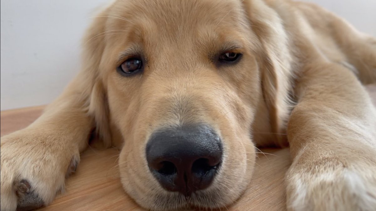 golden_bisuke's tweet image. あっという間に、生後９ヶ月になりました🦮🍪🐾ゴールデンレトリバーびすけ youtu.be/rZtGN8a0QfM @YouTubeより