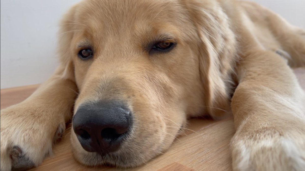 golden_bisuke's tweet image. あっという間に、生後９ヶ月になりました🦮🍪🐾ゴールデンレトリバーびすけ youtu.be/rZtGN8a0QfM @YouTubeより