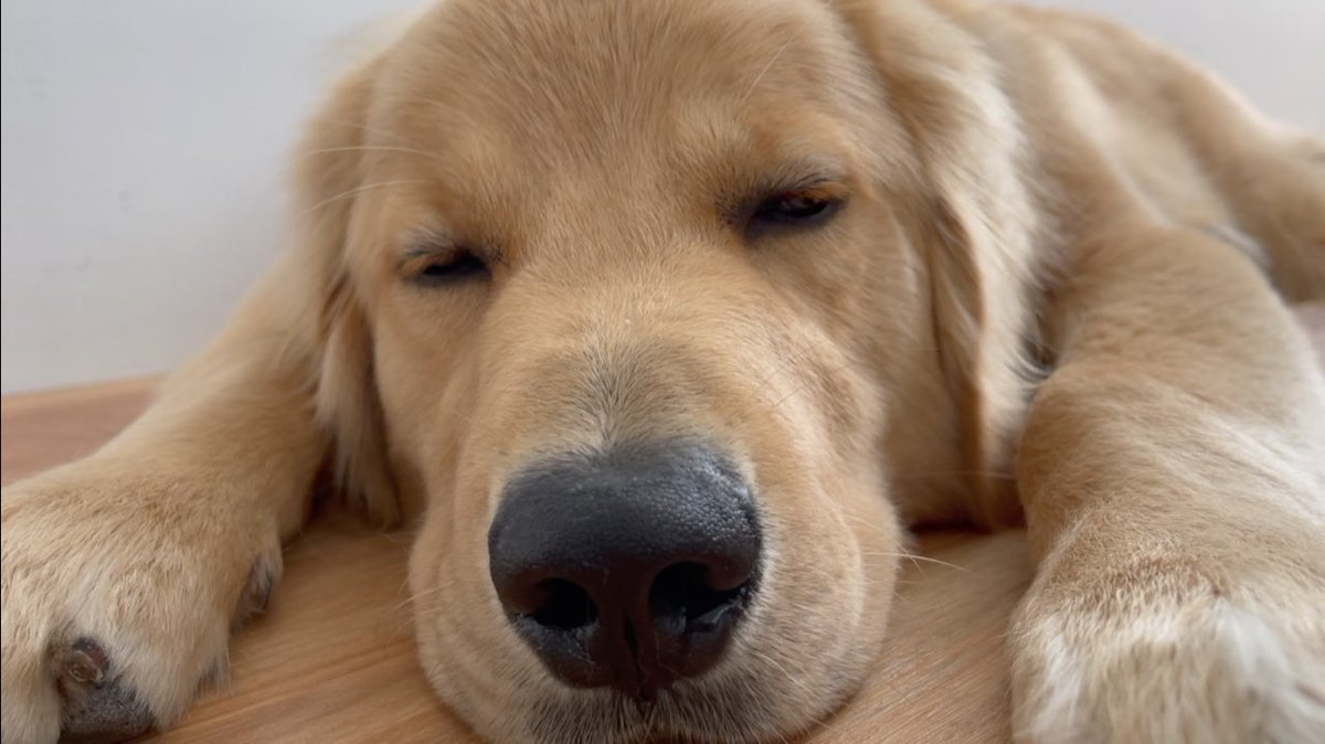 golden_bisuke's tweet image. あっという間に、生後９ヶ月になりました🦮🍪🐾ゴールデンレトリバーびすけ youtu.be/rZtGN8a0QfM @YouTubeより