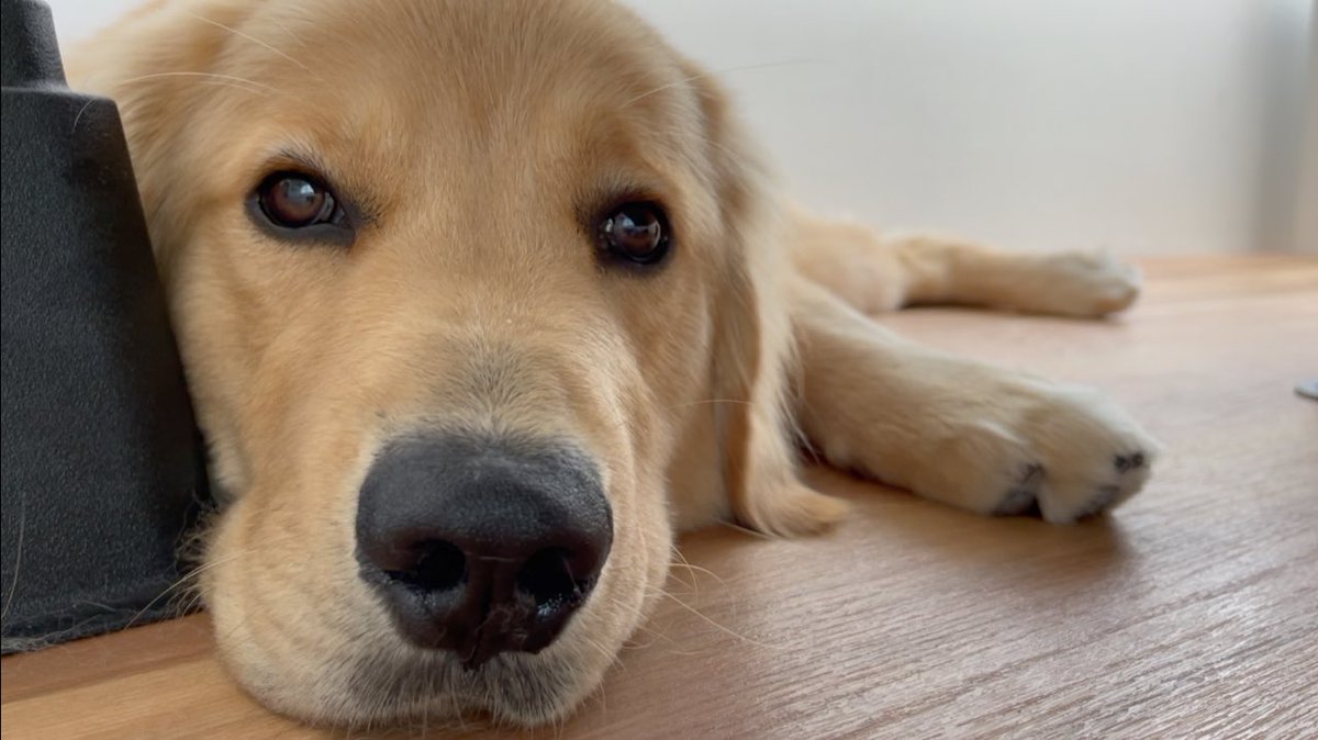 golden_bisuke's tweet image. あっという間に、生後９ヶ月になりました🦮🍪🐾ゴールデンレトリバーびすけ youtu.be/rZtGN8a0QfM @YouTubeより