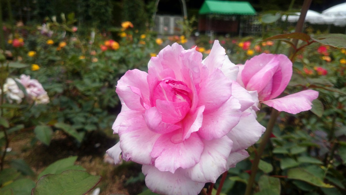 ゴールデンメダイヨン