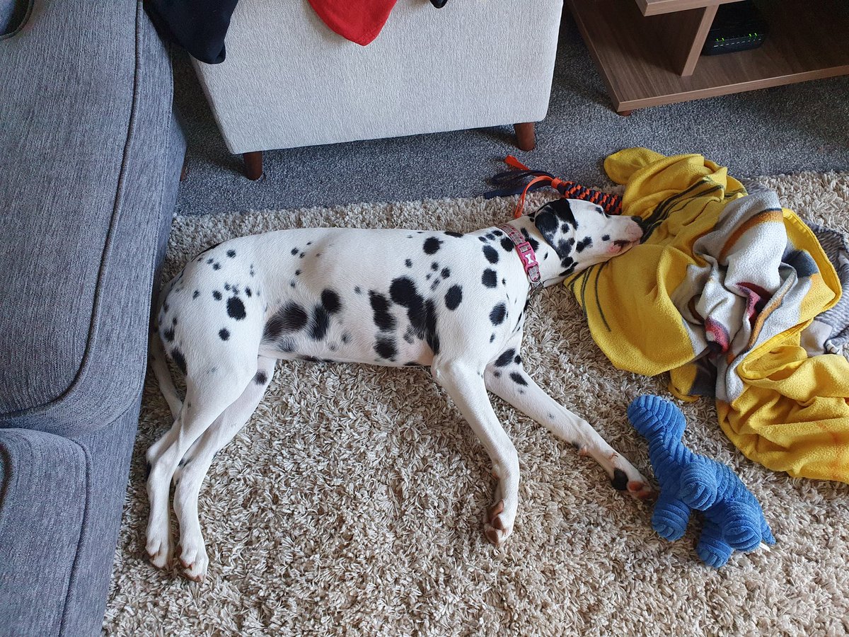 CM_Kerley's tweet photo. Turns out I do not enjoy 5am walkies as much as the next person, because the next person is still asleep
Just as she is now back to sleep
#dogsholiday https://t.co/Bg3hmhdGBu