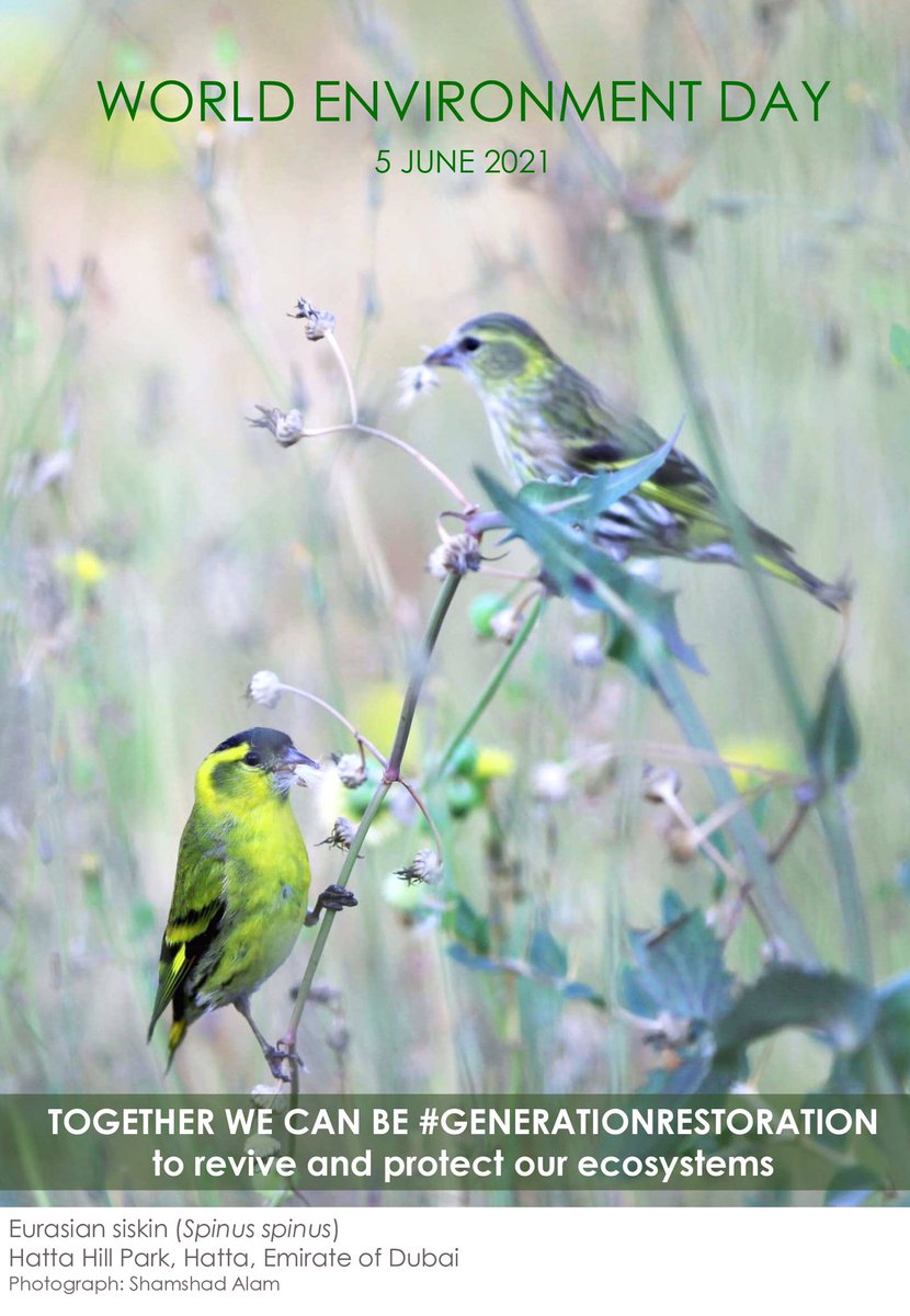 msalam01's tweet photo. #WorldEnvironmentDay #GenerationRestoration #wildlifeofdubai #birdsofdubai #biodiversityofdubai #dubai #uae #hatta https://t.co/BhDgLDOHzK