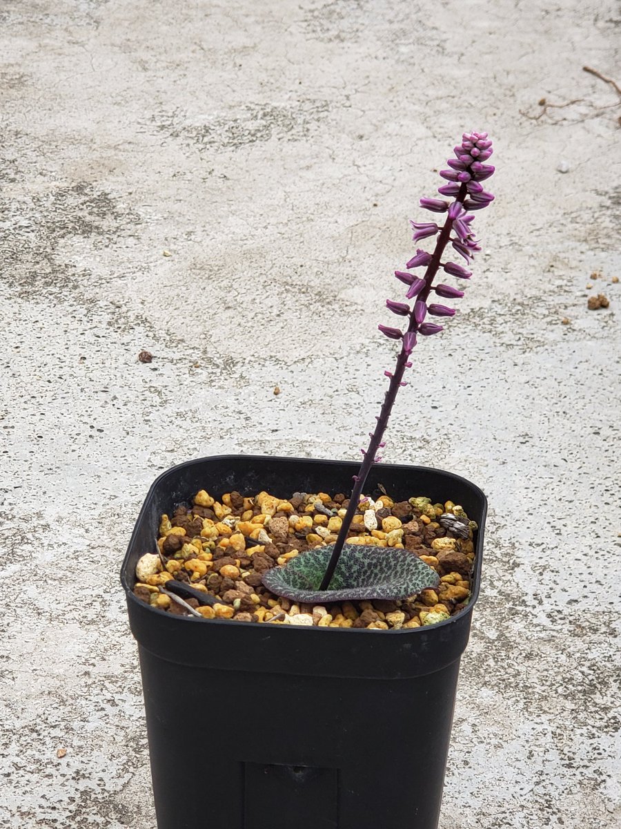 sorimura's tweet photo. Resnova megaphylla（レスノバ・メガフィラ） #flower #resnova #resnovamegaphylla #asparagaceae #southafricanflowers #southafricanbulbs #southafricanplants #capebulbs #レスノバ
https://t.co/mgOgebk09C https://t.co/Zi2f1kWP4B