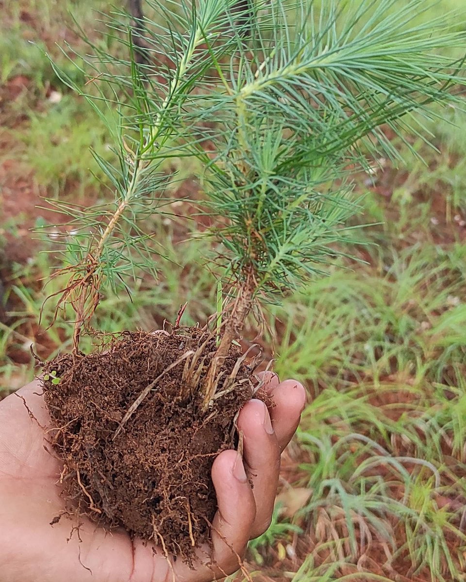 GTFmeghalaya's tweet photo. #EveryDayIsWorldEnvironmentDay🌳
#environment 🦌🌱🌴🐬🐦🦖 https://t.co/fDJ9ejBdey