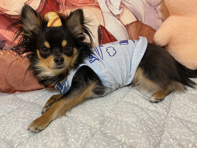 ひんやりマットでくつろぎチワちゃま 